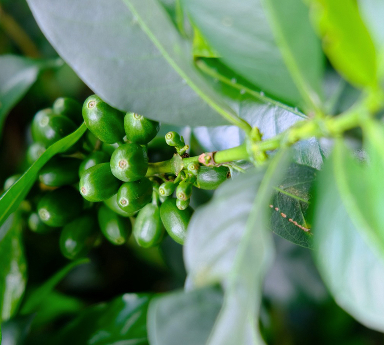 cafe en grain colombie lugat las planadas 250g