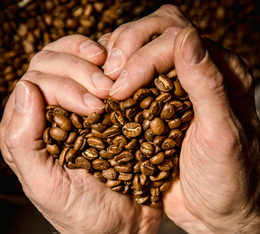 grains de café honduras pueblo magico issus de l agriculture biologique