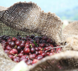 cafe en grain guatemala 