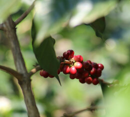 cafe vert guatemala