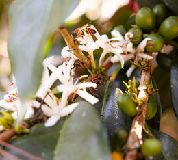 cafe certifie fairtrade